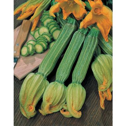Squash  Zucchini Romanesco