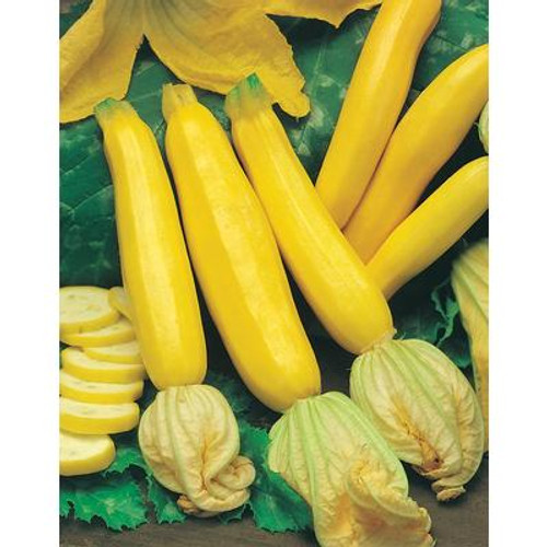 Yellow Zucchini