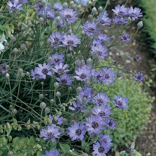 Catananche Coerulea