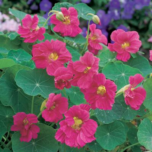 Nasturtium Cherry Rose