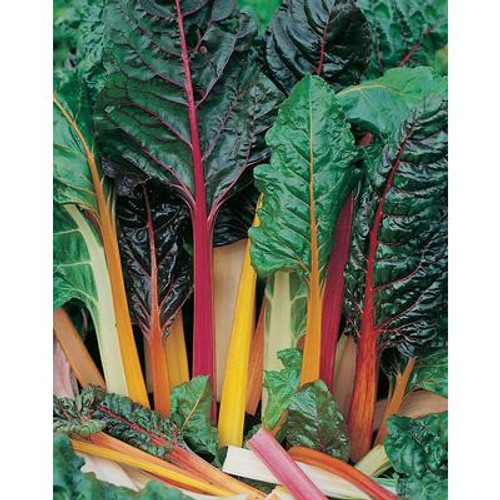 Swiss Chard Bright Lights