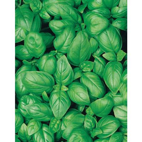 Basil Sweet - Organic