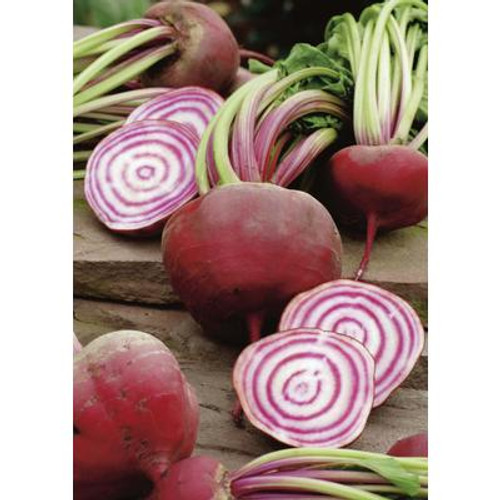 Beetroot Chioggia