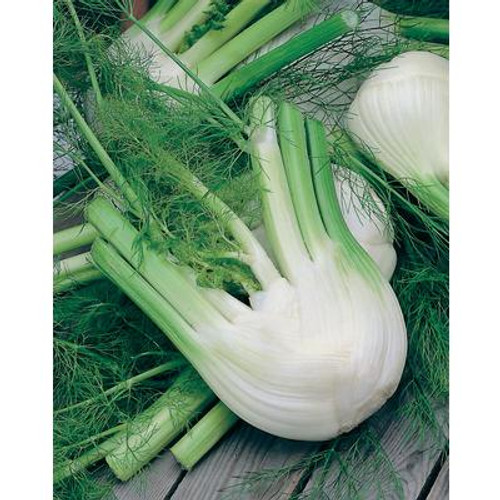 Fennel  Di Firenze