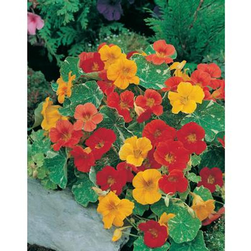 Nasturtium Alaska