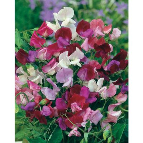 Sweet Pea Old Spice Mixed