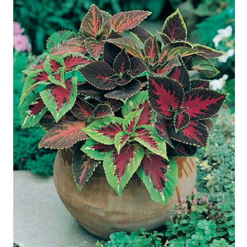 Coleus Camelot Mix