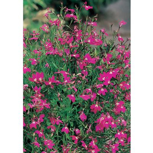 Lobelia Crimson Fountains