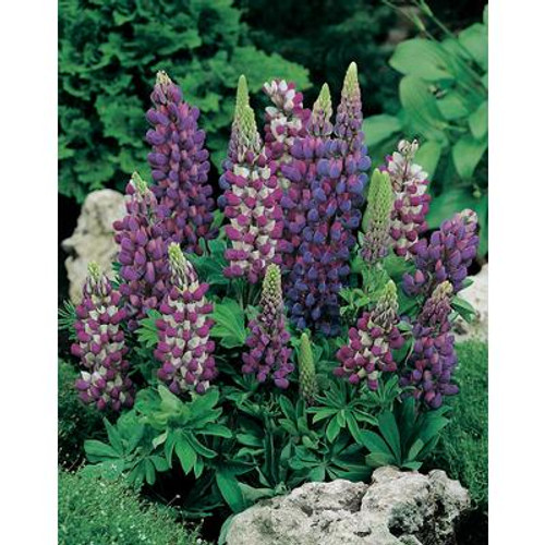 Lupin Gallery Blue Shades
