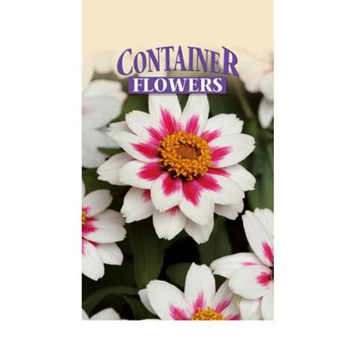 Zinnia Zahara Rose Starlight