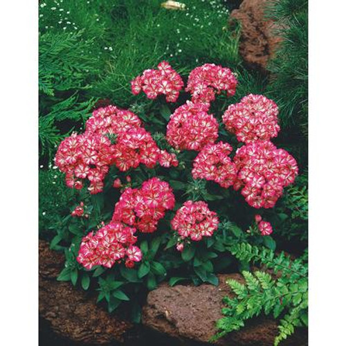 Phlox Grammy Pink & White F1