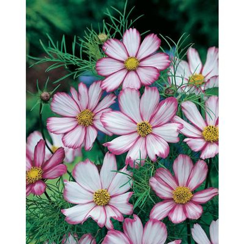 Cosmos Picotee