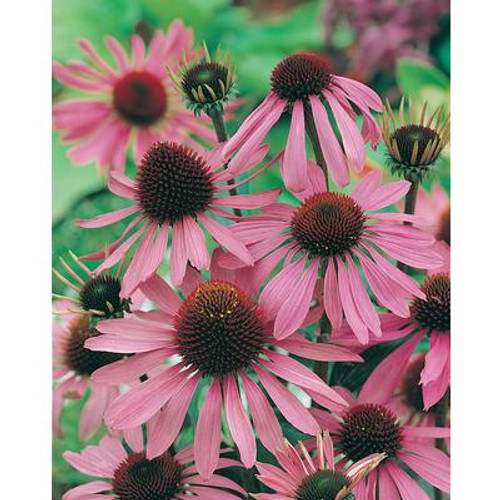 Echinacea Purple Coneflower