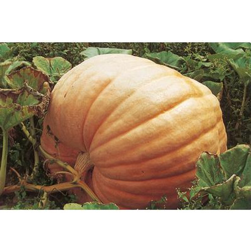 Pumpkin Atlantic Giant