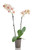 Orchid Phalaenopsis  Inch with Deco Pot