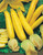 Squash Yellow Zucchini