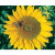 Sunflower Titan