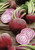 Beetroot Chioggia