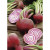 Beetroot Chioggia