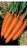 Carrot Berlicom