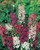 Verbascum Phoeniceum