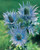 Eryngium  Sea Holly