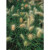 Fountain Grass Pennisetum Villosum