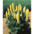 Lupin Gallery Yellow