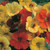 Nasturtium Tip Top Mixed