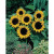 Sunflower Mezzulah F1