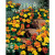 Marigold Safari Mixed