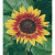 Sunflower Ring of Fire