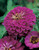 Zinnia Purple Prince