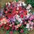 Sweet Pea Explorer Mixed