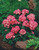 Phlox Grammy Pink & White F1