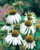 Echinacea White Swan