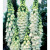 Foxglove Alba