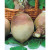 Turnip Swede Marian