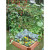 Veggie Wall Trellis Kit