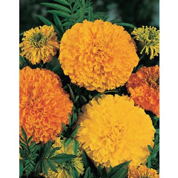 Marigold Crackerjack (African)