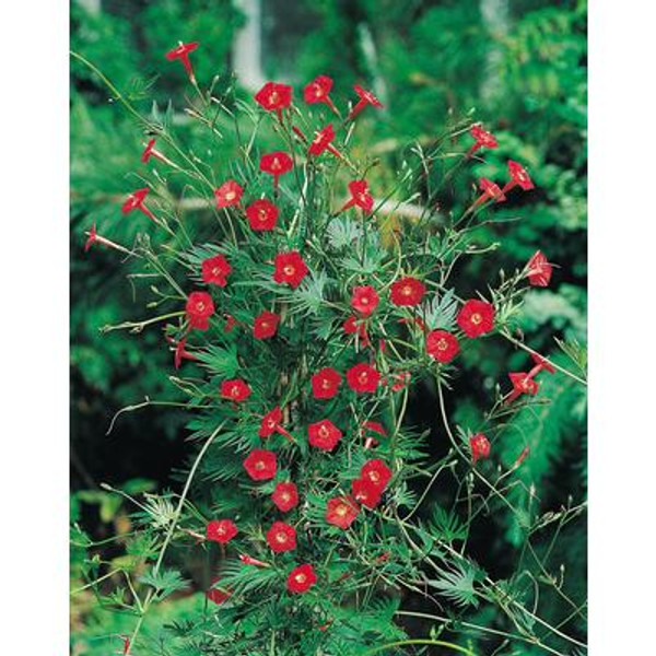 Morning Glory Cypress Vine