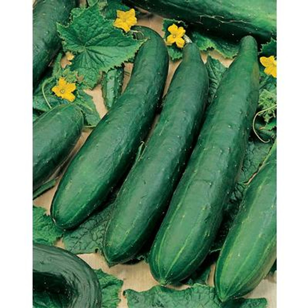 Cucumber Burpless F2