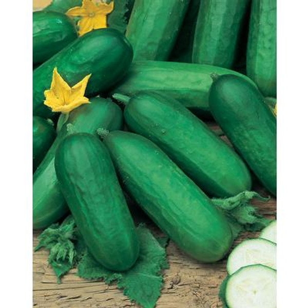 Cucumber Biet Alpha F1