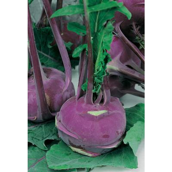 Kohl Rabi Purple Vienna