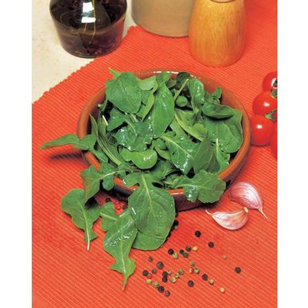 Lettuce Arugula/Roquette 'Cultivated'