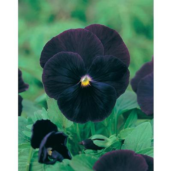 Pansy Blackjack