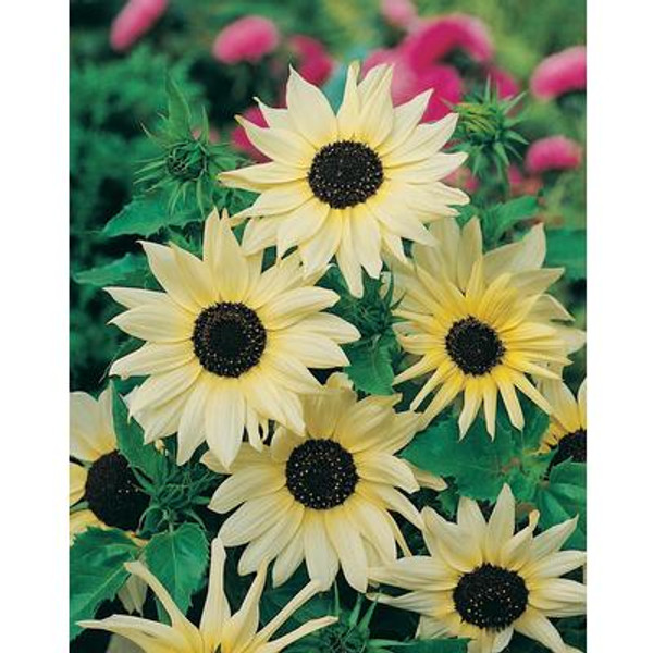 Sunflower Italian White