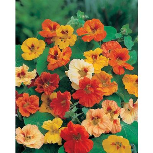 Nasturtium Jewel Mixed