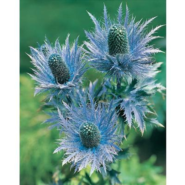 Eryngium  Sea Holly