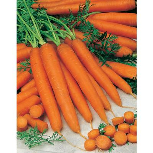 Carrot Navarre F1